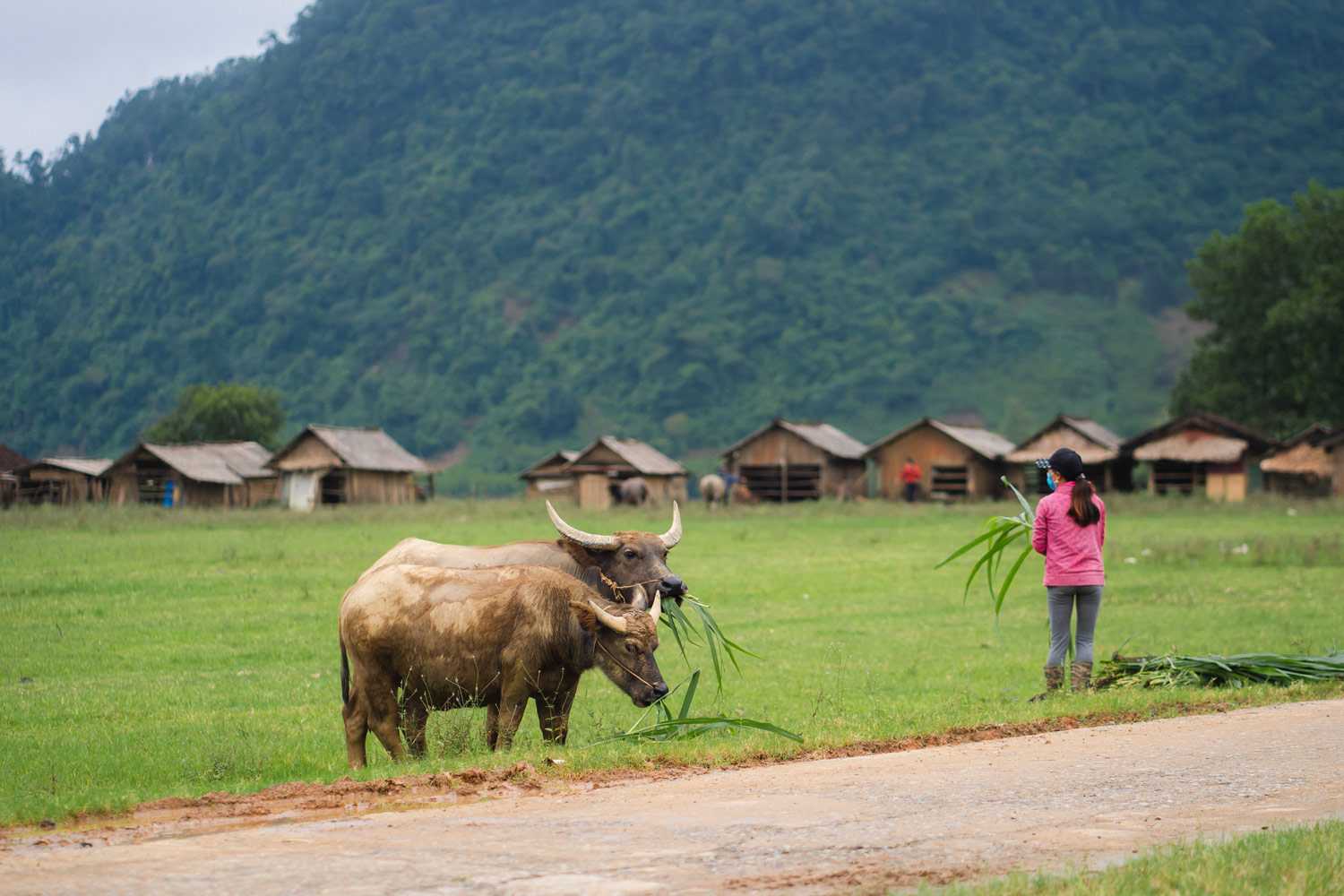 Vào mùa lạnh khi không chăn thả trâu bò được thì người dân Tân Hóa sẽ đi cắt cỏ về cho trâu bò ăn.