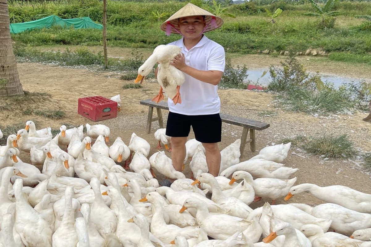 The Duck Stop Phong Nha: Massage vịt và làm nông dân chính hiệu 1 Khi du lịch đến The Duck Stop, du khách sẽ trải nghiệm cho vịt ăn, chăn vịt, và chơi đùa với đàn vịt