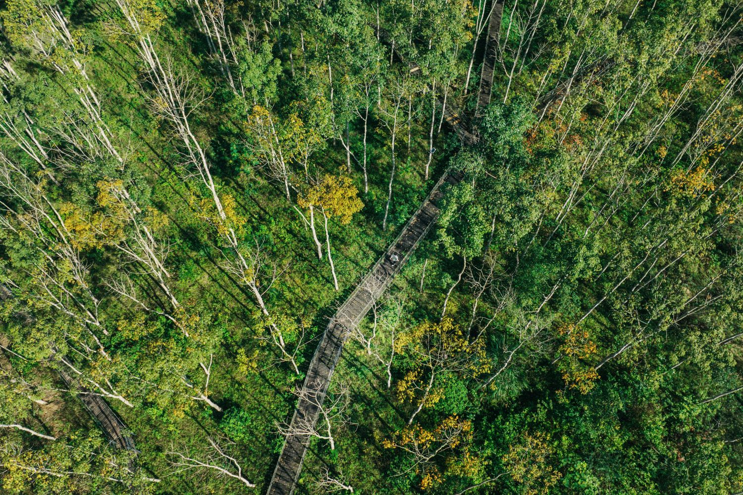 Khu nghỉ dưỡng Blue Diamond Retreat nằm giữa rừng cây và có khuôn viên dạo chơi, vui chơi