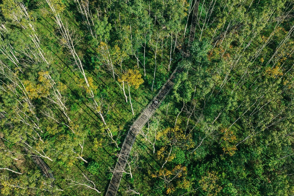 Phong Nha in spring: Embrace the beauty of nature in bloom 1 Take in sweeping views of the lush green surroundings from the tree-top suspension bridge