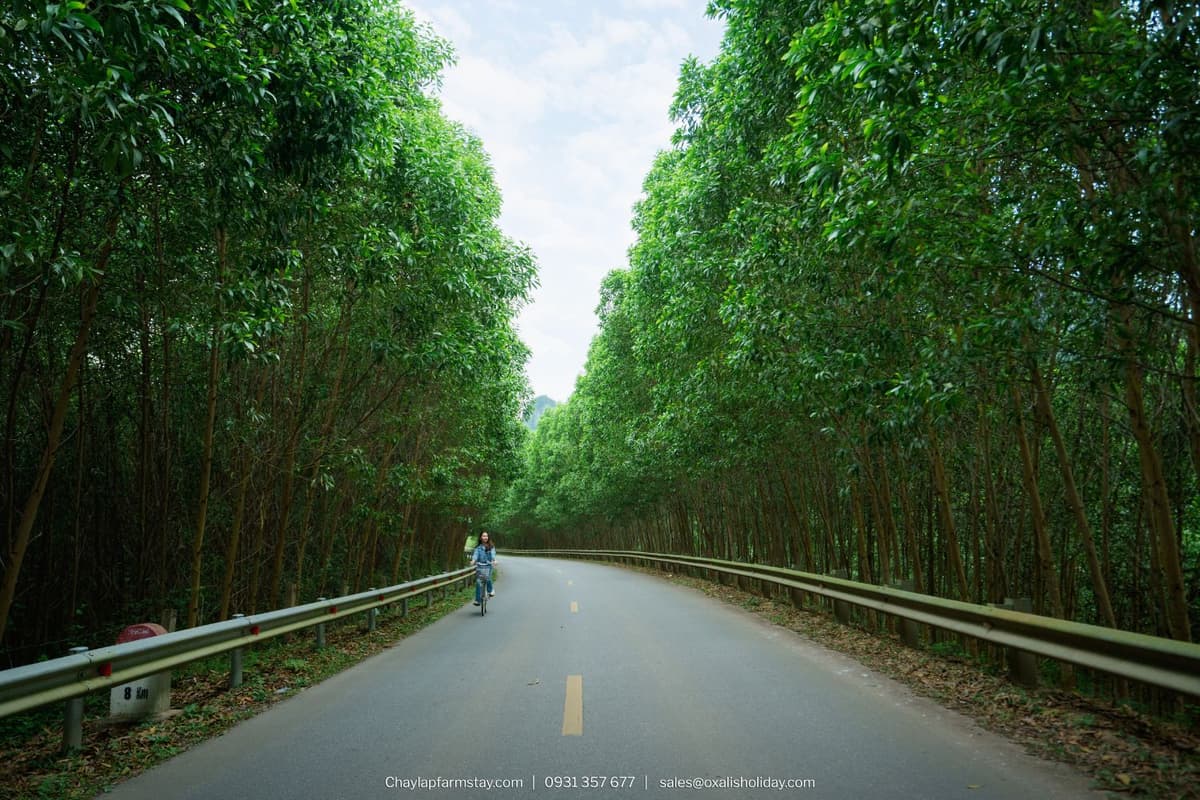Explore Chay Lap Village and its lush rice fields by bicycle