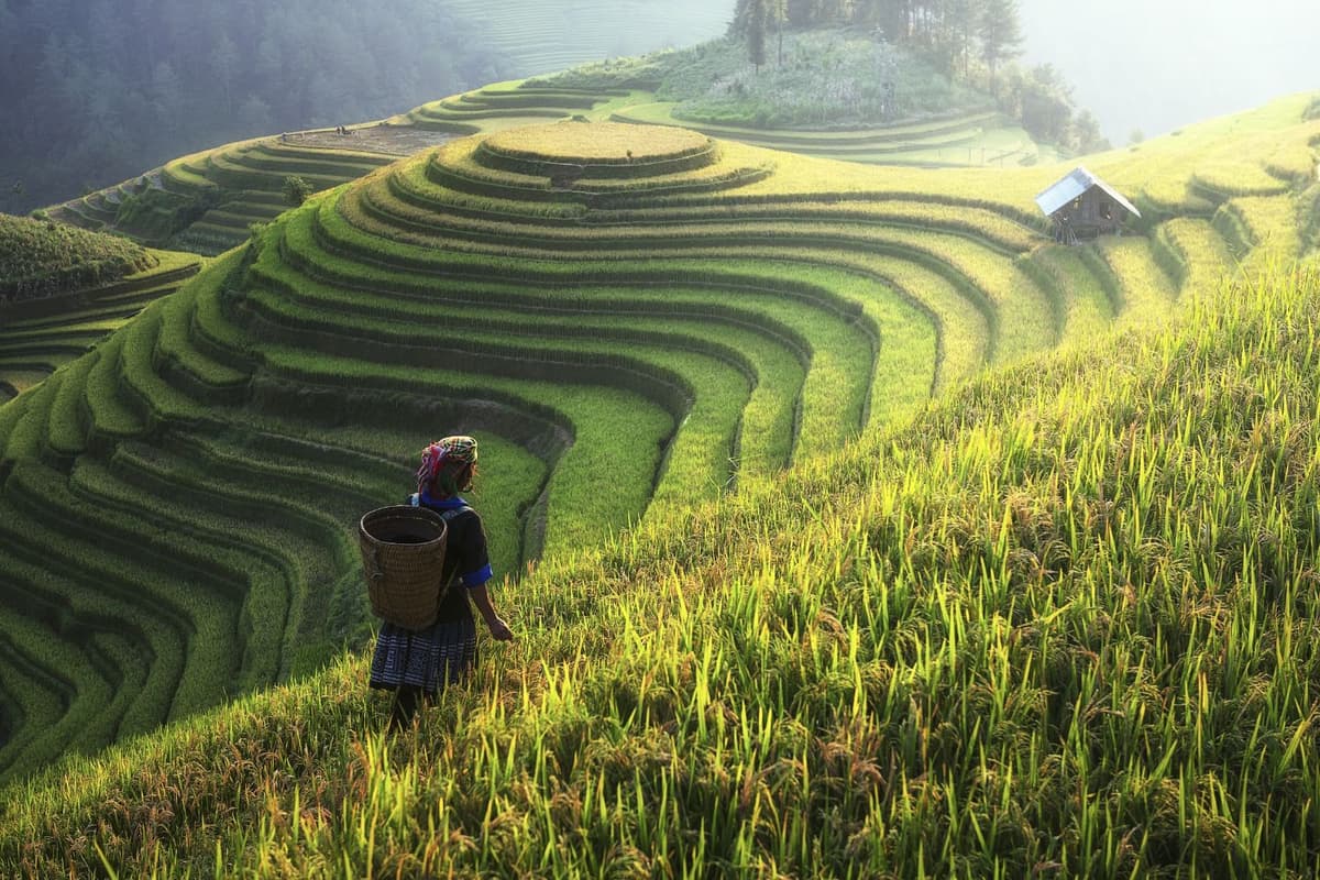 Thửa ruộng bậc thang uốn lượn chín vàng giữa sương mờ thung lũng Sa Pa